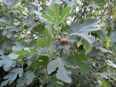 Bulgarien Feigenbaum 2