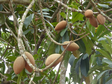 Kuba Kakaoschoten