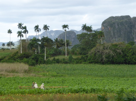 Kuba Tabakfarm 3