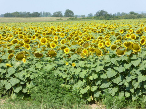 Ungarn Sonnenblumen